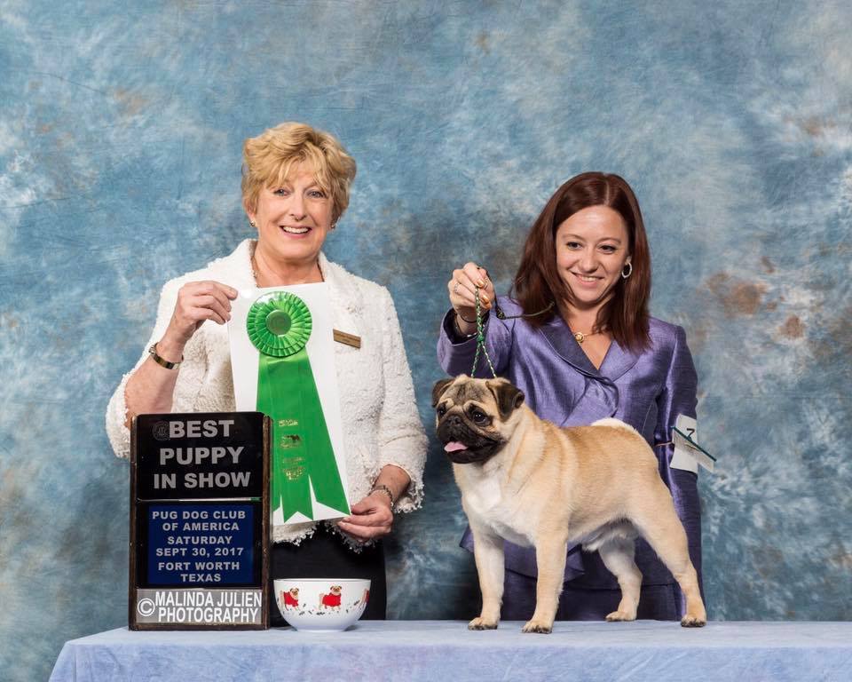 National Specialty Best Puppy, September 2017 (11 months old)