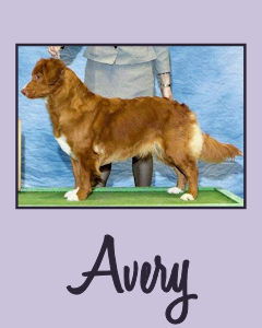 AKC GCh./NSDTRC-USA Ch. Beinnbhreagh's Beautiful Disaster, WC - "Avery"