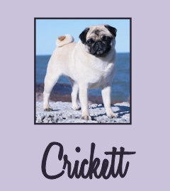 GCh. J-K Wish Upon A Star - "Crickett"