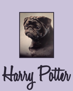 Ch. Daggit Farms Harry Potter, ROM