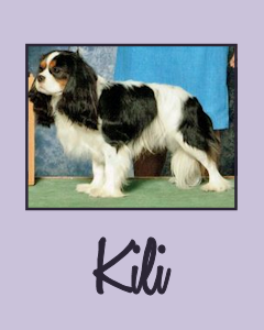 Ch. Chanctonbury Forget Me Not Kili - "Kili"