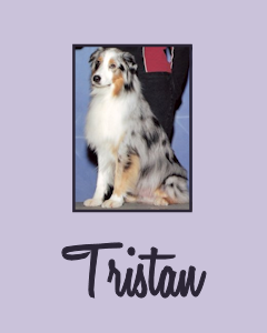 Inverness Devil By Design, RA CGC - "Tristan"