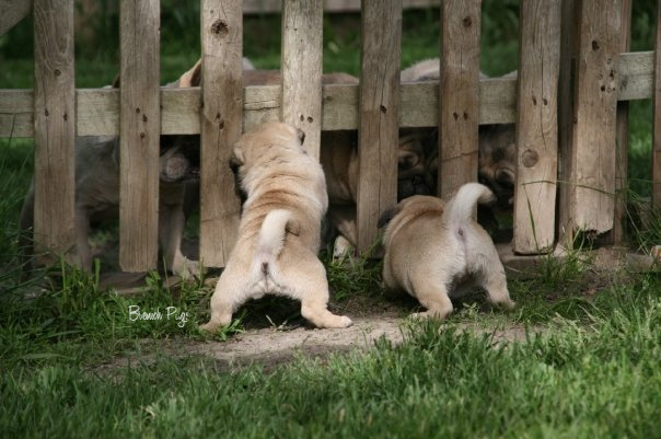 Timely pugs cheap